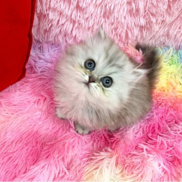 ペルシャ【大阪府・女の子・2025年4月20日・チンチラシルバー（ロング）】の写真「かわいい女の子」