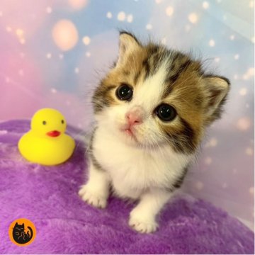 スコティッシュフォールド(立ち耳)【大阪府・男の子・2025年11月11日・ブラウンタビー&ホワイト（短毛）】の写真「🏆全国第1位受賞🏆スコティッシュフォールド」