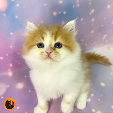 スコティッシュフォールド(立ち耳)【大阪府・男の子・2025年10月3日・レッドタビー&ホワイト（セミロング）】の写真「🏆全国第1位受賞🏆スコティッシュフォールド」