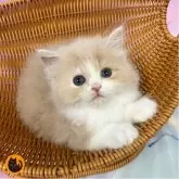 スコティッシュフォールド(立ち耳)