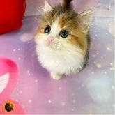 マンチカン(長足)