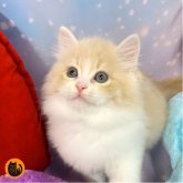 スコティッシュフォールド(立ち耳)