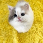 スコティッシュフォールド(立ち耳)