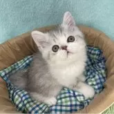 エキゾチックショートヘア