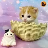 スコティッシュフォールド(立ち耳)