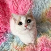 スコティッシュフォールド