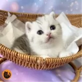 スコティッシュフォールド(立ち耳)