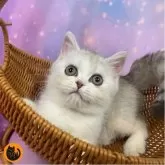 スコティッシュフォールド(立ち耳)