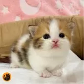 マンチカン(短足)