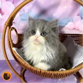 スコティッシュフォールド(立ち耳)