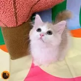 マンチカン(短足)