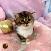 スコティッシュフォールド(立ち耳)