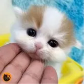 マンチカン(短足)