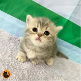 マンチカン(短足)