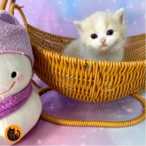 スコティッシュフォールド(立ち耳)