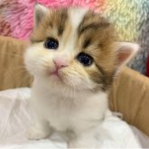 スコティッシュフォールド