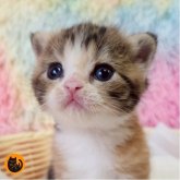スコティッシュフォールド