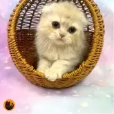 スコティッシュフォールド(折れ耳)