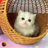 ミヌエット(長足)