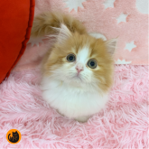 マンチカン(短足)