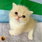 マンチカン(短足)