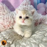 マンチカン(短足)