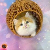 スコティッシュフォールド(立ち耳)