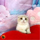 スコティッシュフォールド(折れ耳)