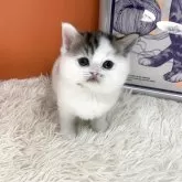 スコティッシュフォールド(立ち耳)