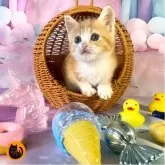 マンチカン(長足)