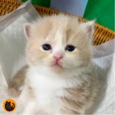 スコティッシュフォールド(立ち耳)