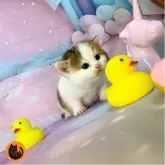 スコティッシュフォールド(立ち耳)