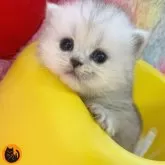 ペルシャ