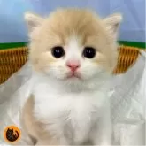スコティッシュフォールド(立ち耳)