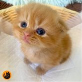 スコティッシュフォールド(折れ耳)