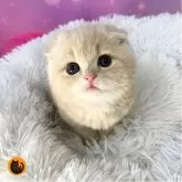 スコティッシュフォールド(折れ耳)