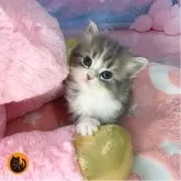 スコティッシュフォールド(立ち耳)