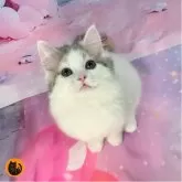 スコティッシュフォールド(立ち耳)