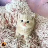 スコティッシュフォールド(立ち耳)