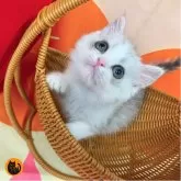 スコティッシュフォールド(立ち耳)