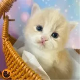 スコティッシュフォールド(立ち耳)