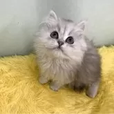 ペルシャ