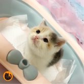 スコティッシュフォールド(立ち耳)