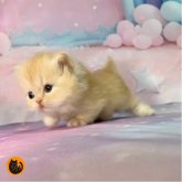 ミヌエット(短足)