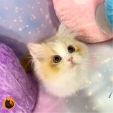 スコティッシュフォールド(立ち耳)