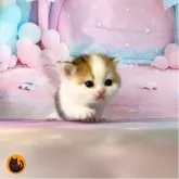 スコティッシュフォールド(立ち耳)