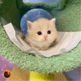 スコティッシュフォールド(立ち耳)