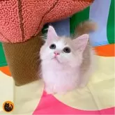 マンチカン(短足)