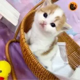 スコティッシュフォールド(立ち耳)