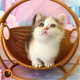 マンチカン(短足)